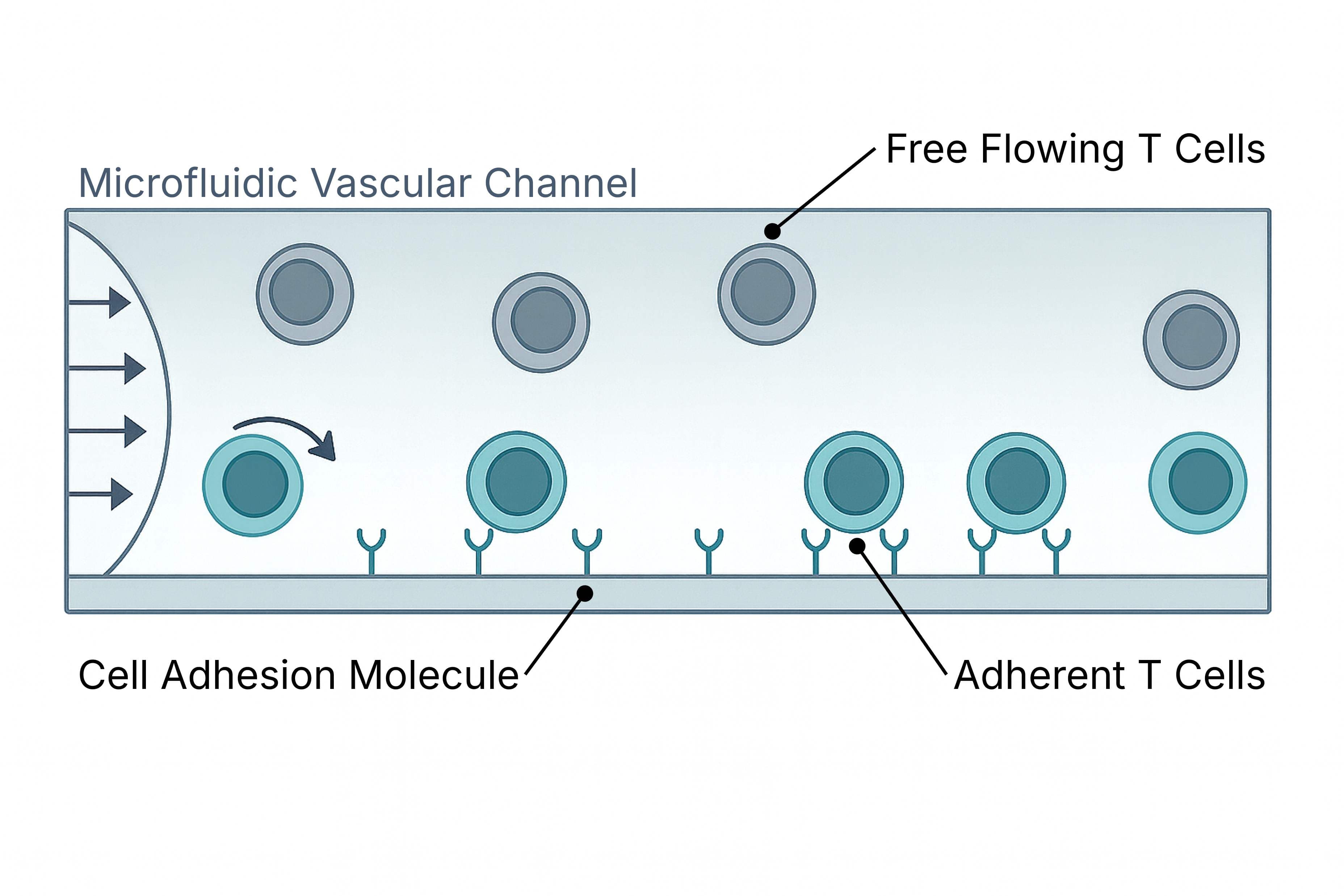 Adhesion chromatography device for cell selection