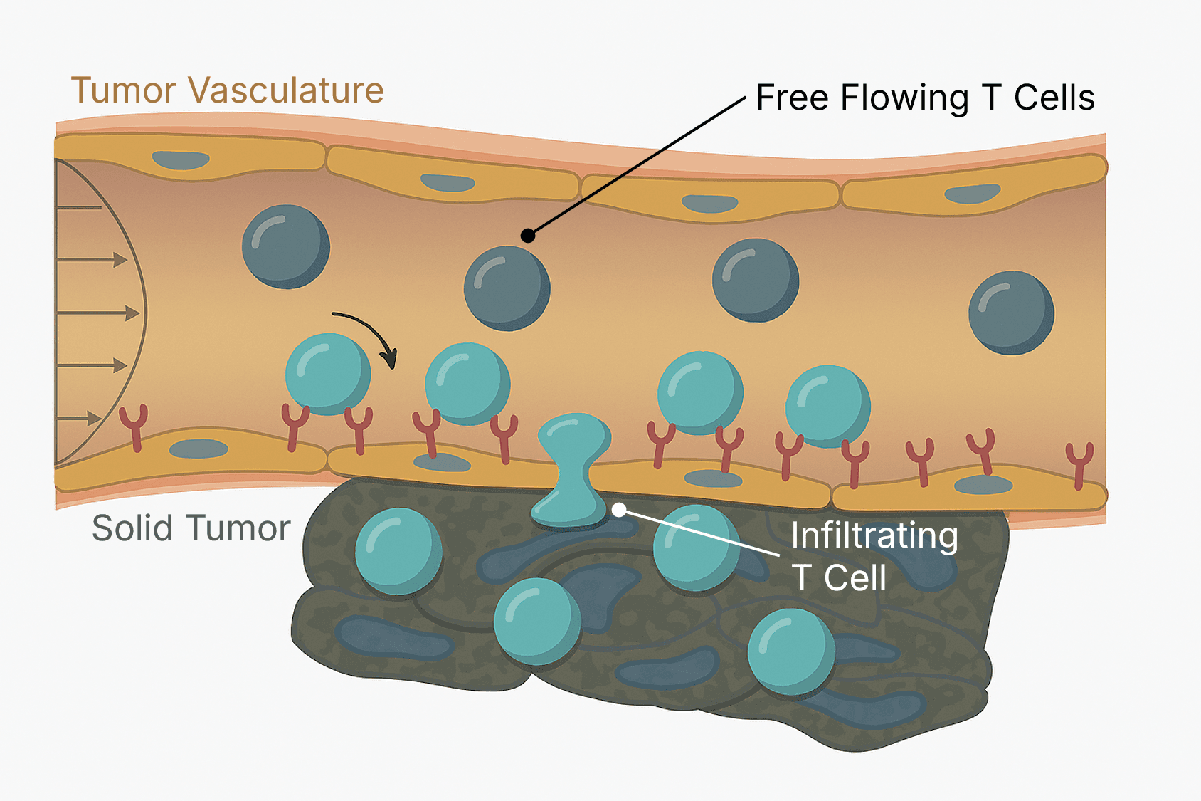 Biological diagram showing cell adhesion and tumor infiltration process